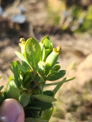 Montinia caryophyllacea