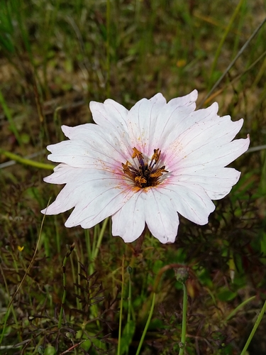 Monsonia speciosa