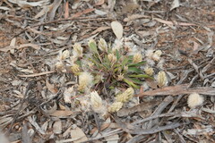 Ptilotus spathulatus