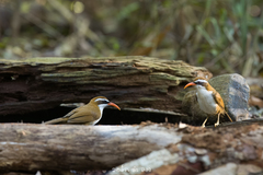 Pomatorhinus ochraceiceps