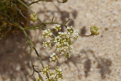 Platysace