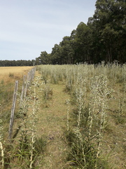 Eryngium horridum