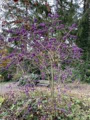 Callicarpa