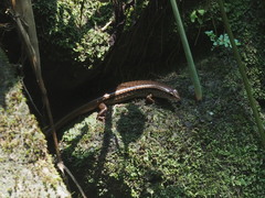 Sphenomorphus indicus