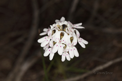 Stylidium crossocephalum