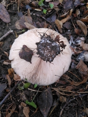 Fungi