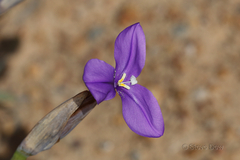Patersonia occidentalis