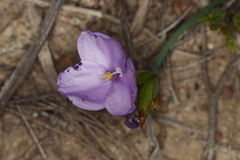 Patersonia occidentalis