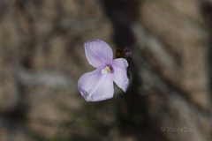 Patersonia occidentalis
