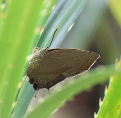 Surendra quercetorum