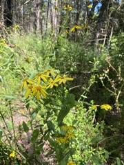 Senecio velleioides