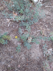 Prosopis strombulifera