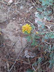 Prosopis strombulifera