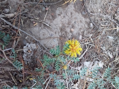 Prosopis strombulifera