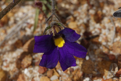 Scaevola phlebopetala