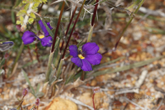 Scaevola phlebopetala