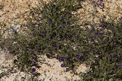 Scaevola phlebopetala