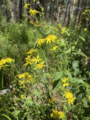 Senecio velleioides