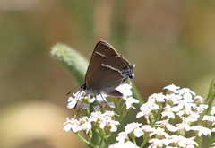 Satyrium spini
