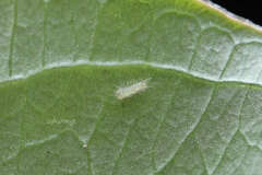 Heliophorus epicles