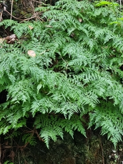 Davallia canariensis