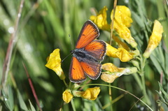 Lycaena hippothoe
