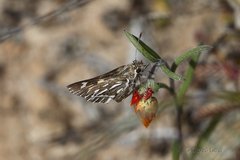 Trapezites argenteoornatus