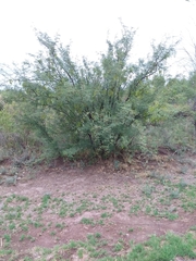 Prosopis flexuosa