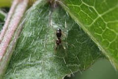 Coleosoma