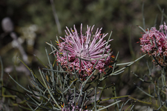 Isopogon divergens