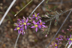 Calytrix leschenaultii