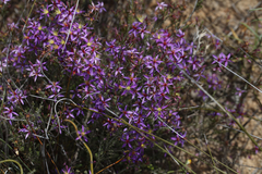 Calytrix leschenaultii