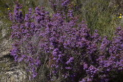 Calytrix leschenaultii
