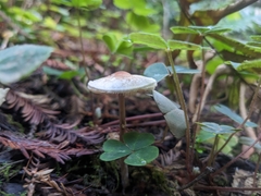 Lepiota castaneidisca