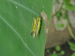 Gesonula punctifrons