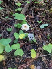 Lepiota castaneidisca