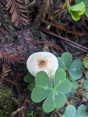 Lepiota castaneidisca