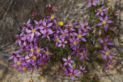 Calytrix leschenaultii