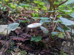 Lepiota castaneidisca
