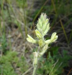 Oxytropis pilosa