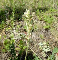 Oxytropis pilosa