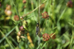 Libelloides hispanicus