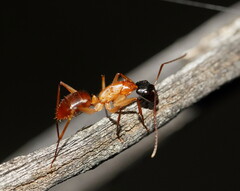 Camponotus nigriceps