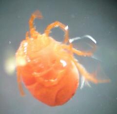 Hydryphantes ruber