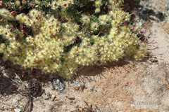 Verticordia lepidophylla