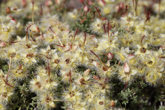 Verticordia lepidophylla