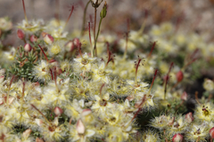 Verticordia lepidophylla