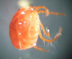 Hydryphantes ruber