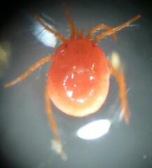 Hydryphantes ruber