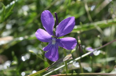 Viola cornuta